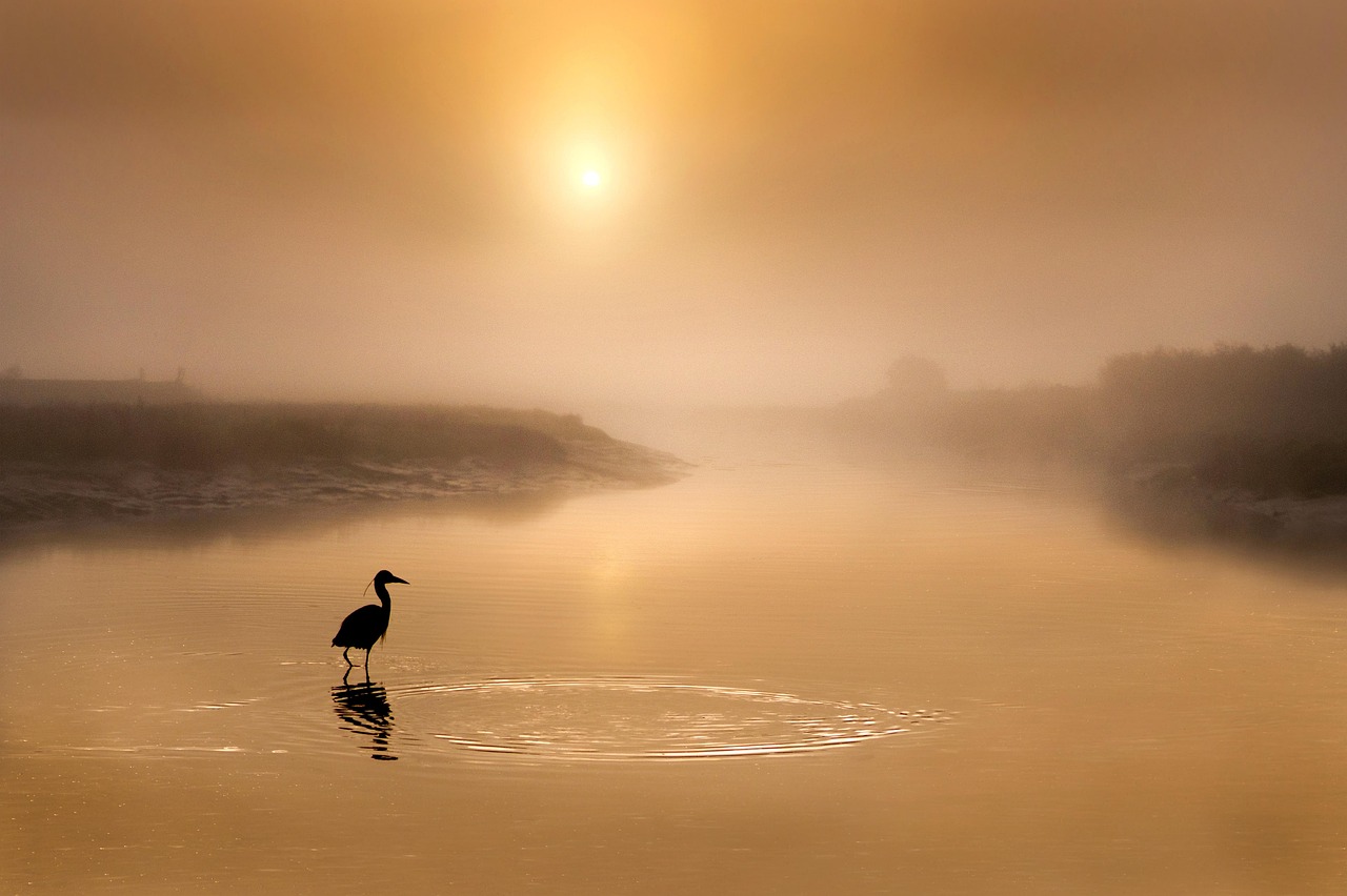 The Woman Who Fed the Herons